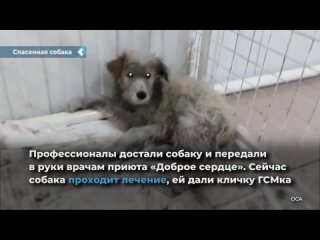 dog rescued after falling into oil tank in achinsk